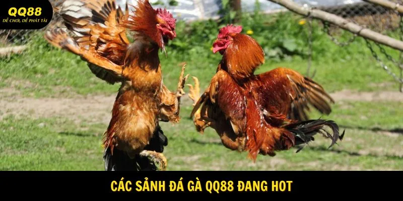Các sảnh đá gà QQ88 đang hot
