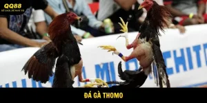 Đá Gà Thomo