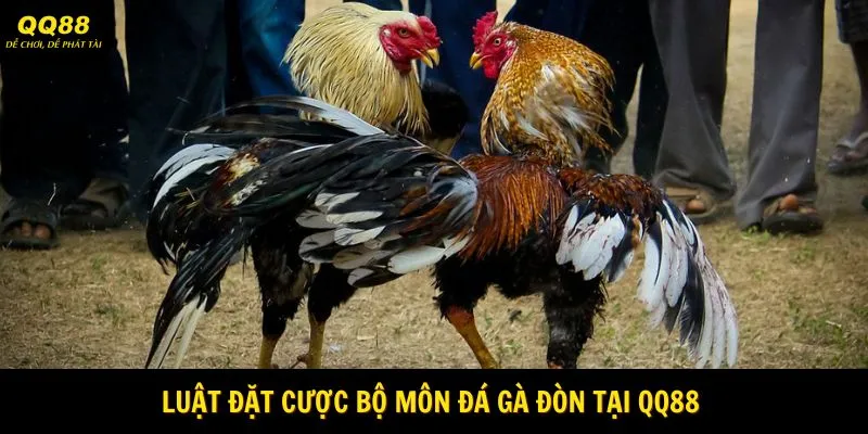 Luật đặt cược bộ môn đá gà đòn tại QQ88 