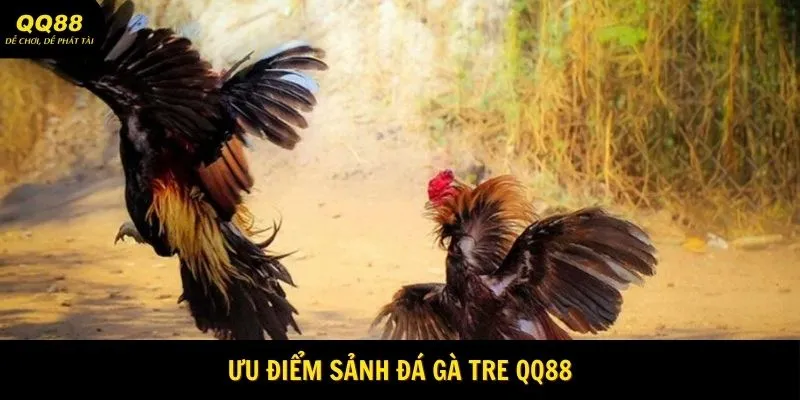 Ưu điểm khi tham gia đá gà tre QQ88